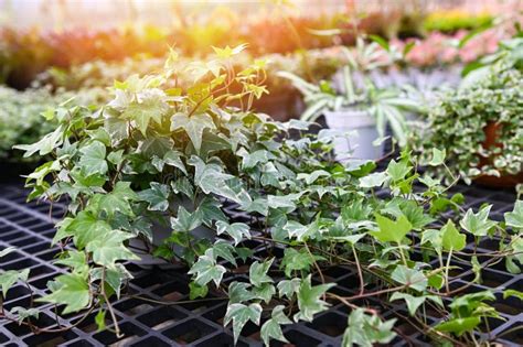 常春藤植物照顧|種植常春藤：何時以及如何在花盆或花園中種植